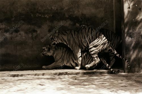 ZOO NEGARA