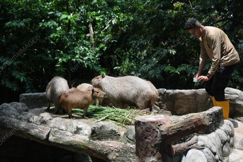 CAPYBARA