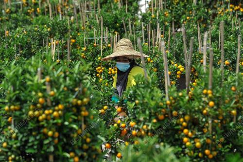 JUALAN POKOK LIMAU SEMPENA TAHUN BARU CINA