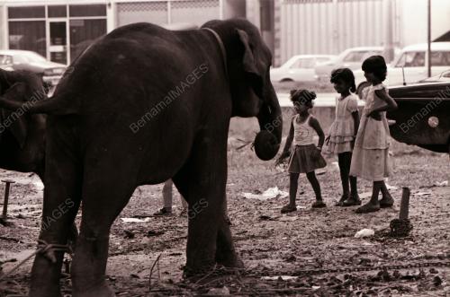 GAJAH