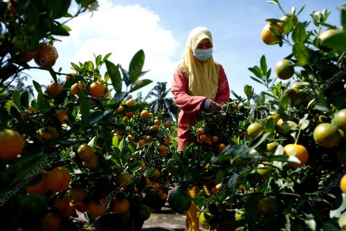 TINJAUAN PERSIAPAN HARI RAYA CINA