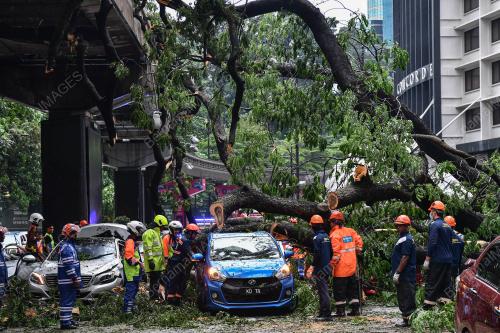 POKOK TUMBANG