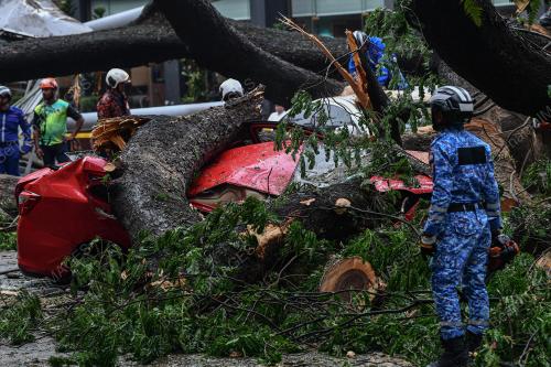 POKOK TUMBANG