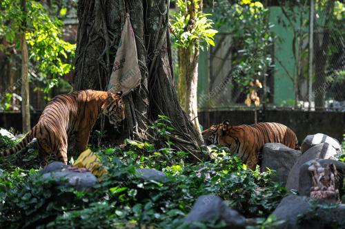 HAPPY 2ND BIRTHDAY TO MALAYAN TIGERS, HEBAT AND WIRA