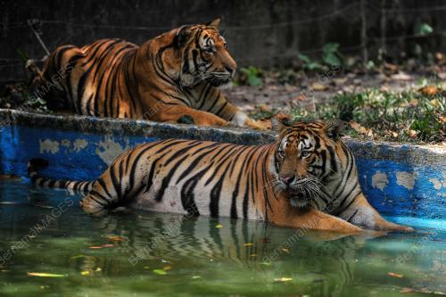 TINJAUAN CUACA PANAS DI ZOO NEGARA