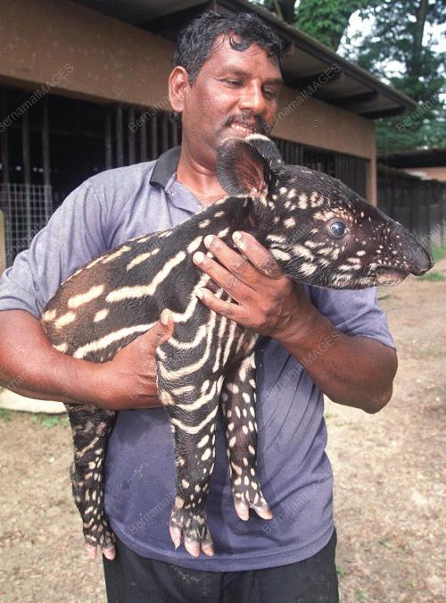 ANAK TAPIR ALAF BARU