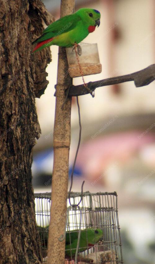BURUNG SERINDIT