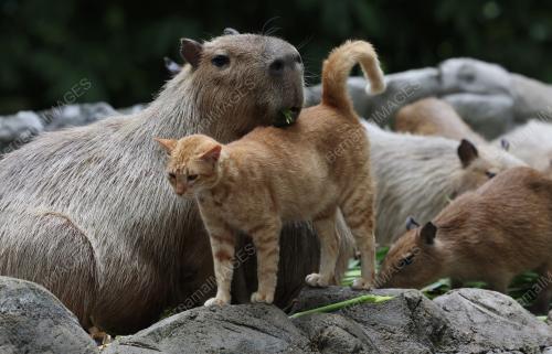 OYEN DI ZOO NEGARA