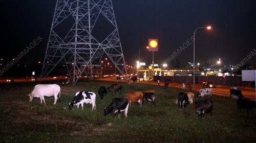 LEMBU LEBUH RAYA