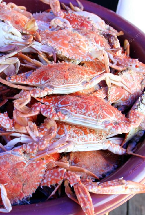 KETAM SURI