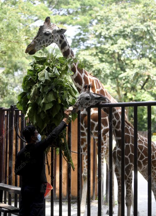 ZOO NEGARA PERLUKAN SUMBANGAN MAKANAN SEPANJANG TEMPOH PKP
