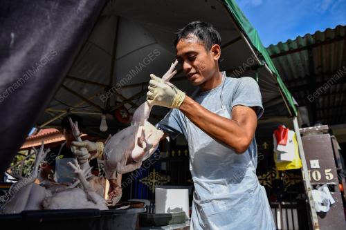 TINJAUAN BEKALAN AYAM MENTAH