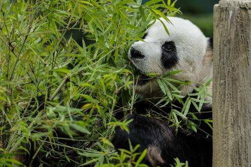 PANDA ZOO NEGARA