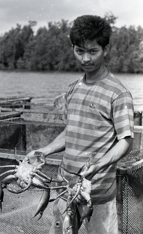 KHASIAT KETAM