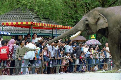 KL11_17022016_GAJAH