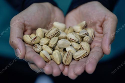 TINJAUAN KACANG PISTACHIO