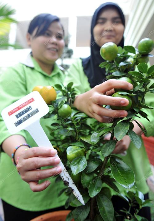 TNB - MAB SENSORY GARDEN