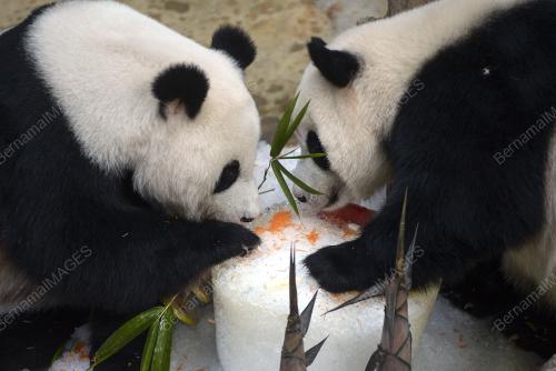 KL11_23082017_PANDA