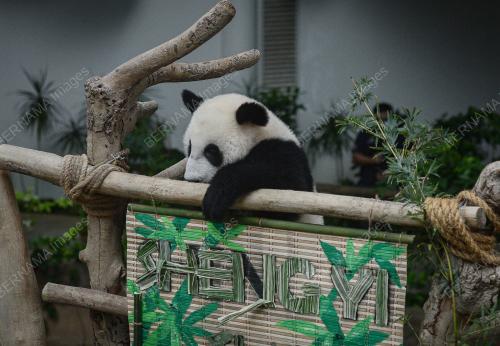 MAJLIS PENAMAAN ANAK GIANT PANDA KETIGA