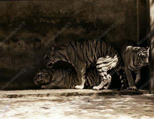 ZOO NEGARA