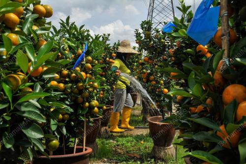 JUALAN POKOK LIMAU SEMPENA TAHUN BARU CINA