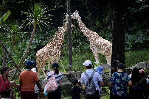 KL11_29052018_ZOO_BN201805289537