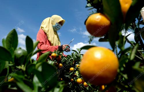 TINJAUAN PERSIAPAN HARI RAYA CINA
