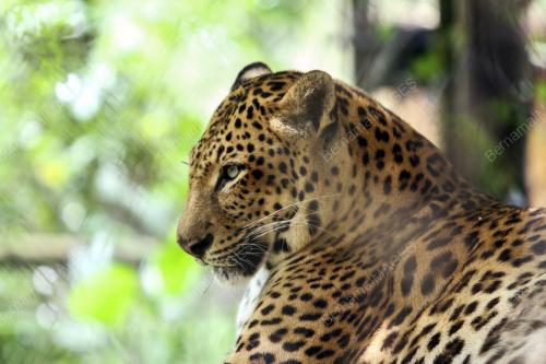 KL12_01012017_ZOO_NEGARA
