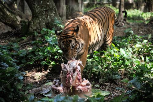 HAPPY 2ND BIRTHDAY TO MALAYAN TIGERS, HEBAT AND WIRA