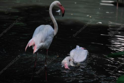TINJAUAN CUACA PANAS DI ZOO NEGARA