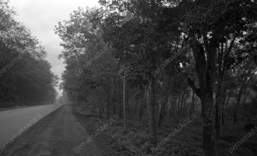 KL12_04022015_LADANG_GETAH