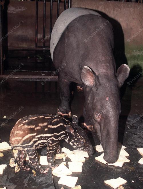 ANAK TAPIR ALAF BARU