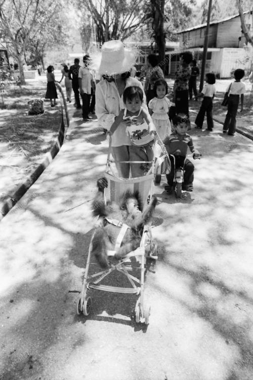 MONYET DI ZOO NEGARA