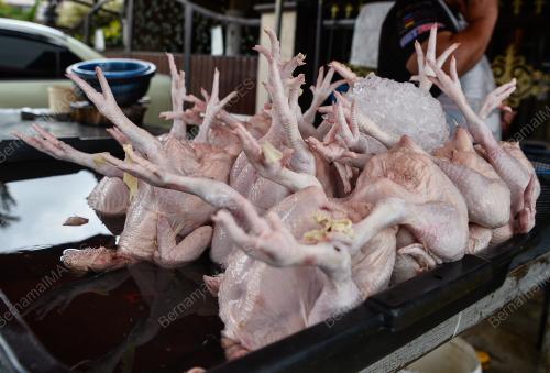 TINJAUAN BEKALAN AYAM MENTAH