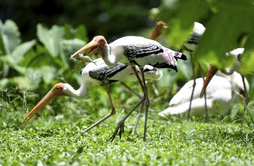 ZOO NEGARA PERLUKAN SUMBANGAN MAKANAN SEPANJANG TEMPOH PKP