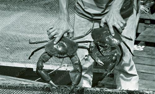 KHASIAT KETAM