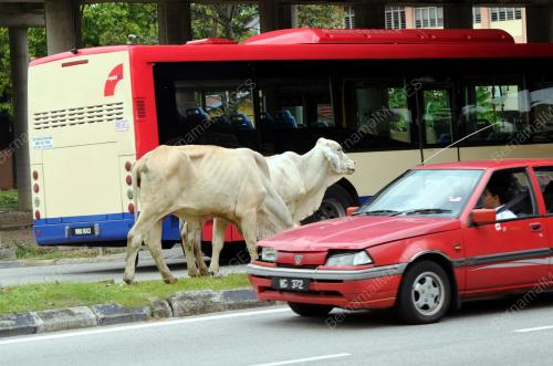 KL12_16022012_LEMBU_KERETA