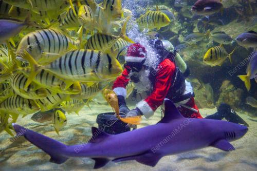 PERSEMBAHAN SANTA CLAUS AQUARIA