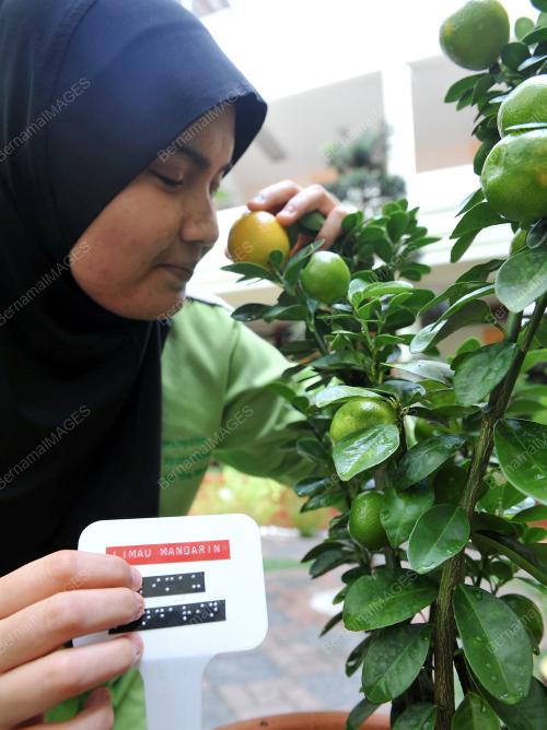 TNB - MAB SENSORY GARDEN