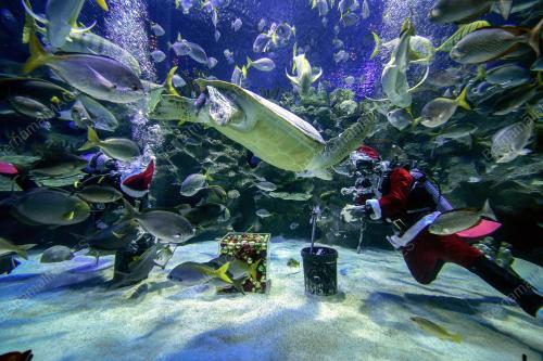 KL12_22122018_AQUARIA