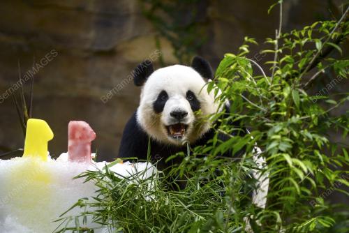 KL12_23082017_PANDA