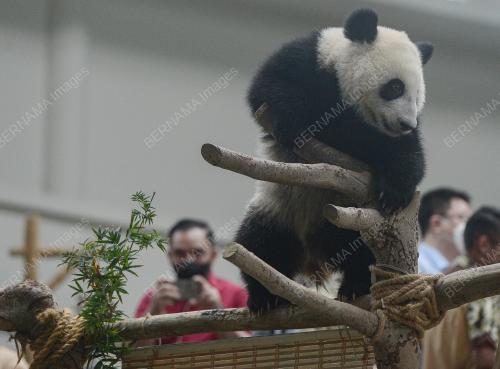MAJLIS PENAMAAN ANAK GIANT PANDA KETIGA