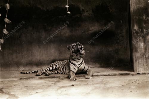 ZOO NEGARA