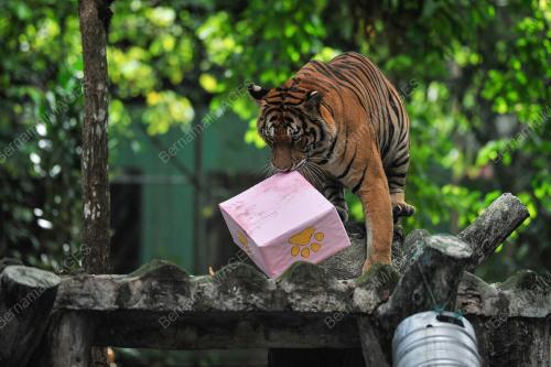 HAPPY 2ND BIRTHDAY TO MALAYAN TIGERS, HEBAT AND WIRA