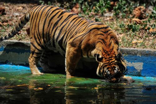 TINJAUAN CUACA PANAS DI ZOO NEGARA