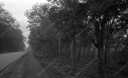 KL13_04022015_LADANG_GETAH