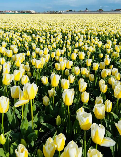 SEASONS OF TULIPS