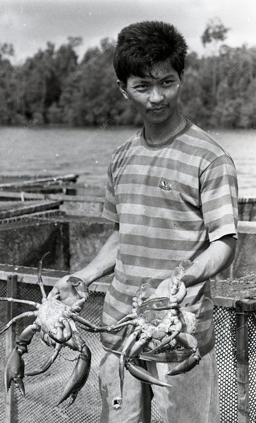 KHASIAT KETAM