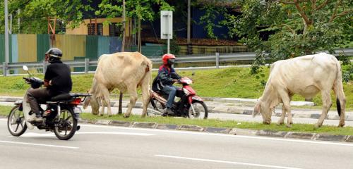 KL13_16022016_LEMBU_RUMPUT