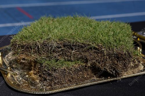 RUMPUT ZEON ZOYSIA